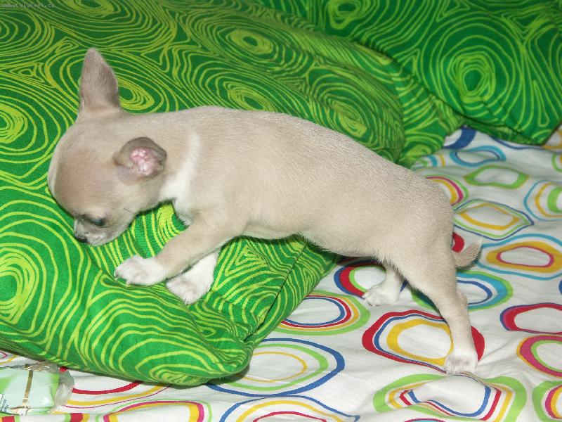 Foto: Čuchám, čuchám..-hmm tady se mi líbí:-)