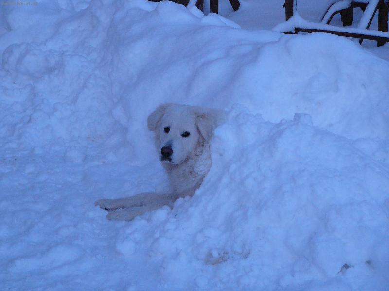Foto: sněhulák-přeci jen letos udělám sněhuláka