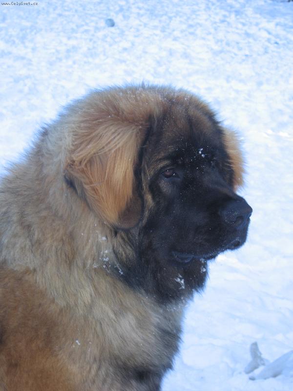 Foto: Artuš Quin. Galaxy Oss-Artuš allias Buffonek