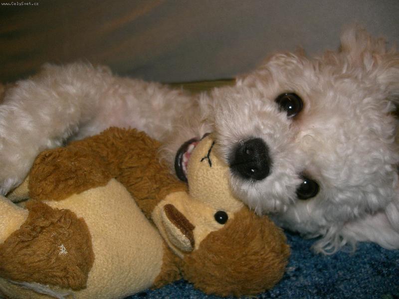 Foto: hra s plyšákem