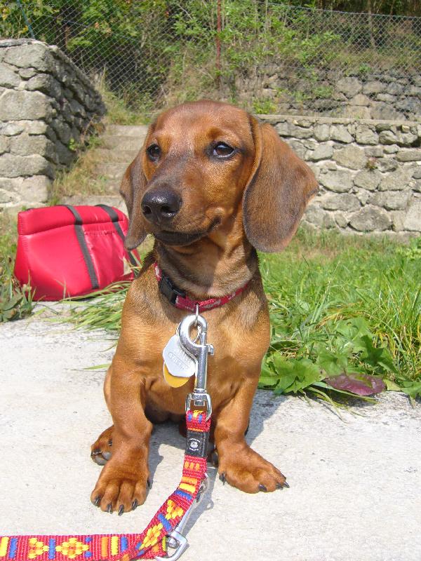 Foto: jmenuji se Jessie-a na fotografii mi byly čtyři měsíce