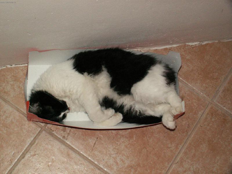 Foto: naše opička-...usnu všude a rostu