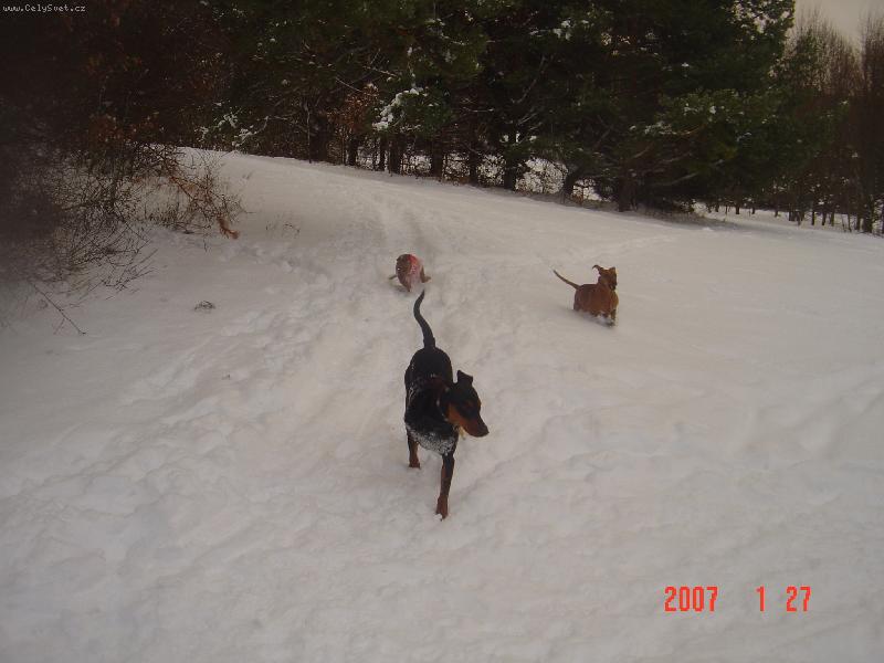 Foto: Pořádná pinčí sněhová honička