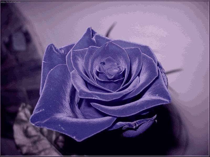 Foto: tak vypadá lásková růže