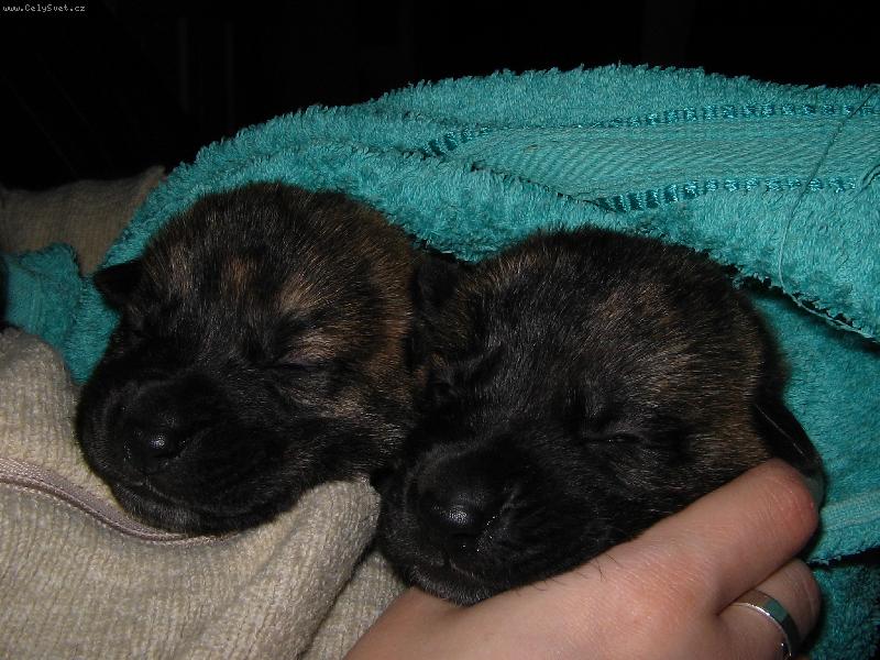 Foto: Darwin a Dartaňan-Začínáme koukat :)