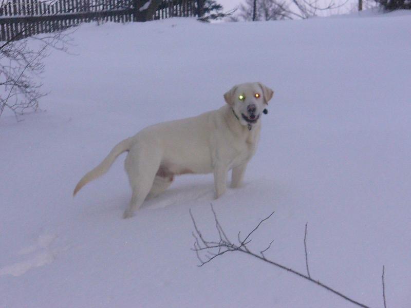 Foto: Ron-konečně napadl snííííííh