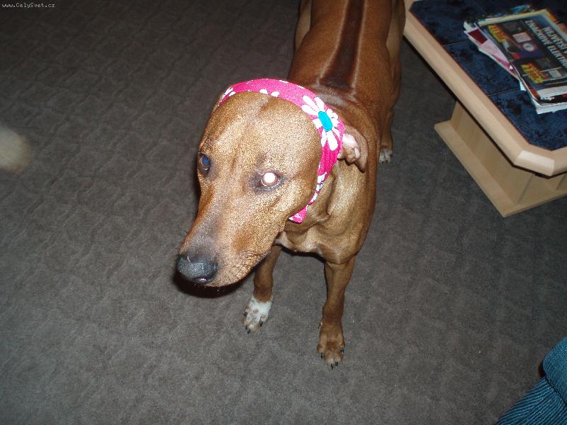 Foto: Mazlík až po uši-Prostě můj miláček