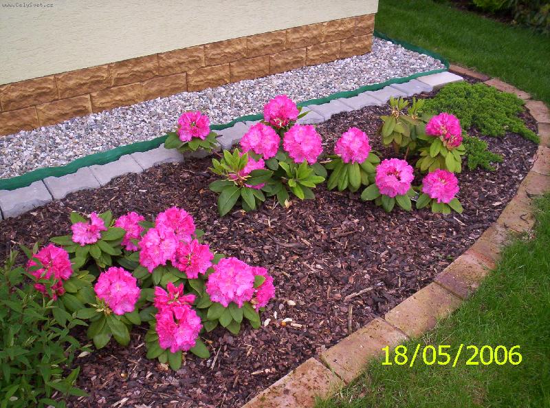 Foto: Pěstování rododendronů