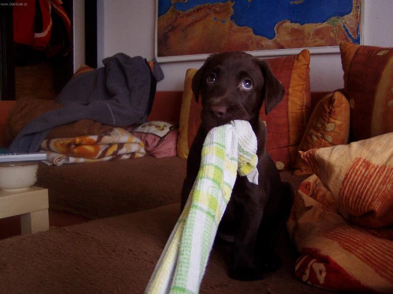 Foto: Jsem neviňátko...-To je ale fakt muj rucnik:-)