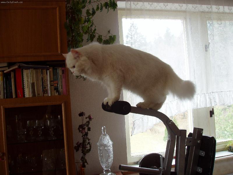 Foto: Eliška-Už je na čase začít trochu posilovat.