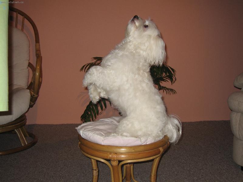 Foto: Vilík - cirkusák