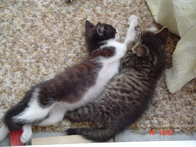 Foto: Poludňajšia  siesta