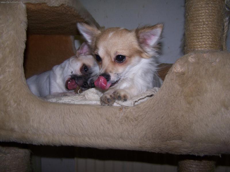 Foto: Robin a Jasmínka-To škrabadlo kočkám nenecháme