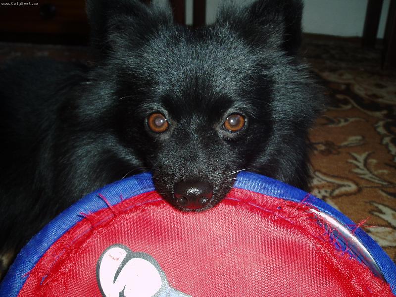 Foto: zlatíčko Fany a její nejmilejší aportek