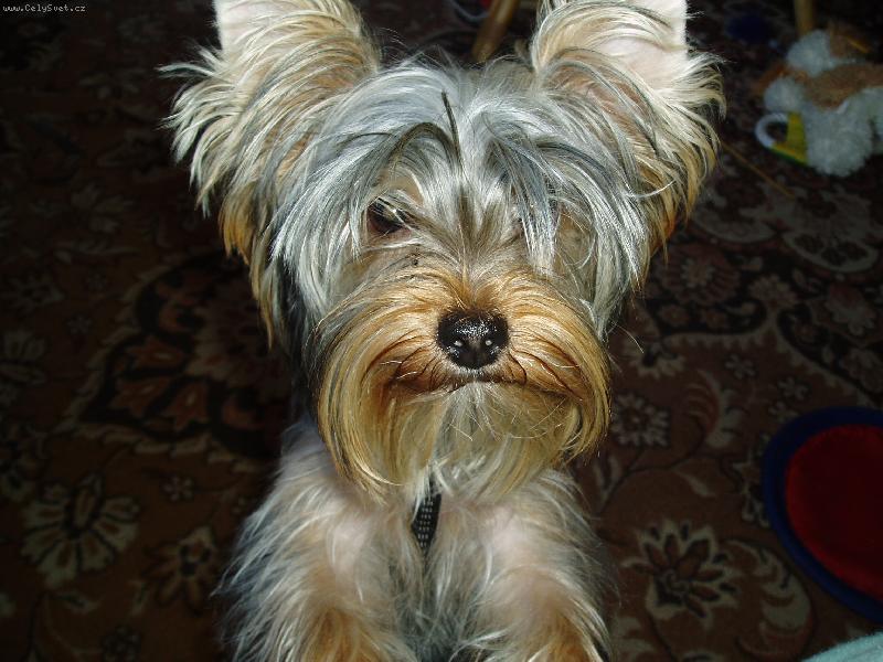 Foto: Matilda a její pohled do zářivého zařízení