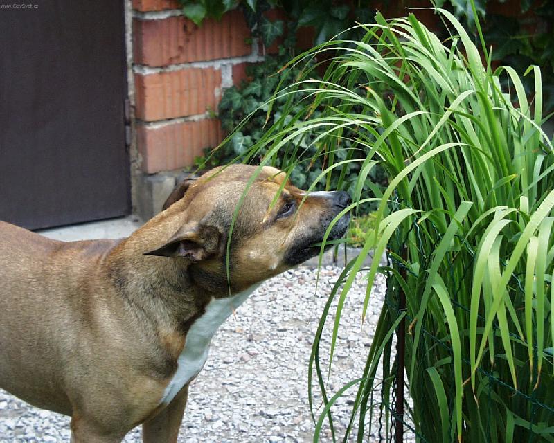 Foto: penát to sice není........-Pes na zahradě