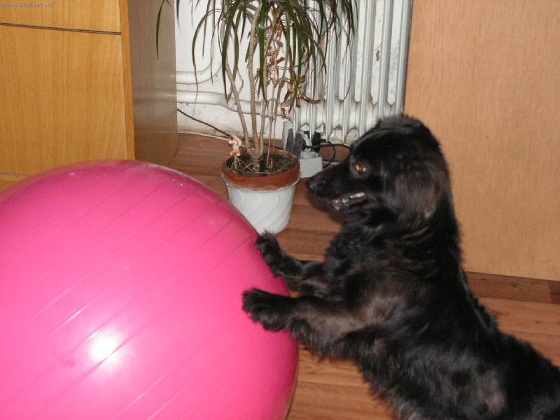 Foto: Míša v akci-Když nás Míša viděl cvičit na míči , také to zkusil