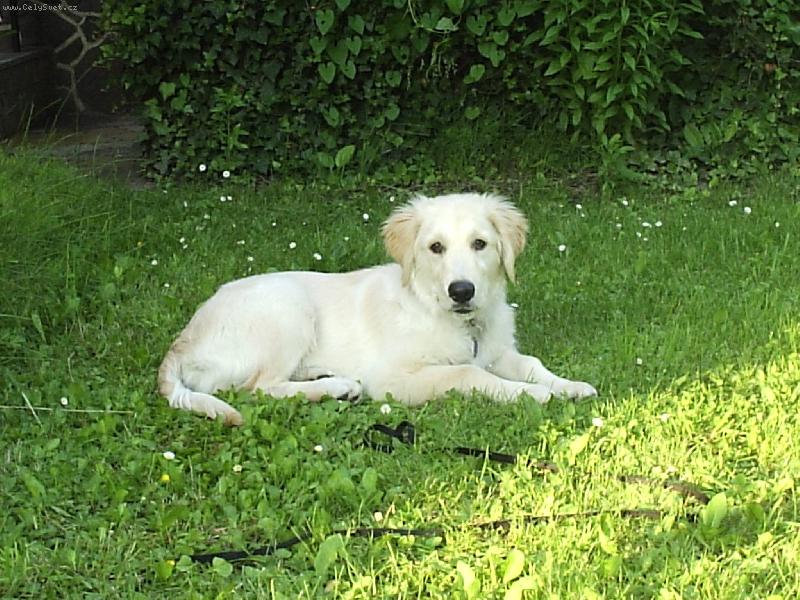 Foto: Arki-za mlada... krásné časy