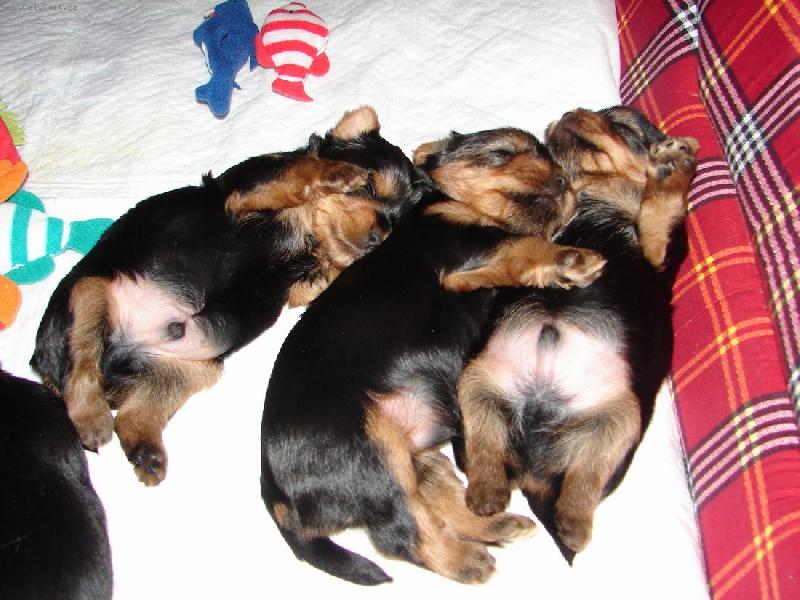 Foto: Krásné sny ...