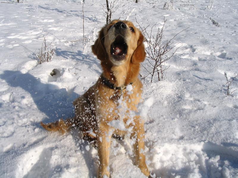 Foto: Bílá peřina-Barunka a zimní radovánky