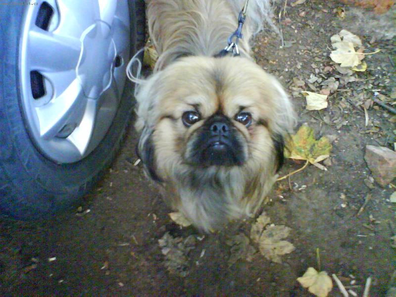 Foto: Náš mišánek