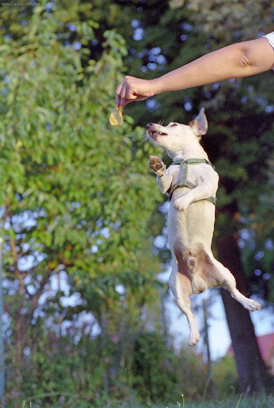 Foto: Hop-Co bych neudělal pro rádlo......