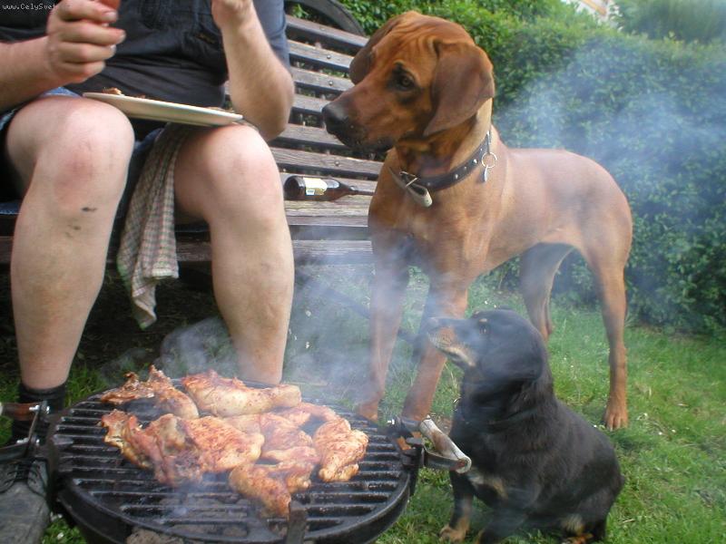 Foto: Grilovani-Hmm.. to, to voni