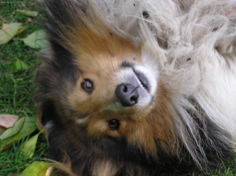 Foto: :) rostomilí psík-:)