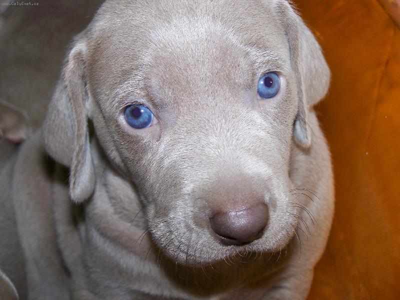 Foto: Psí pohled