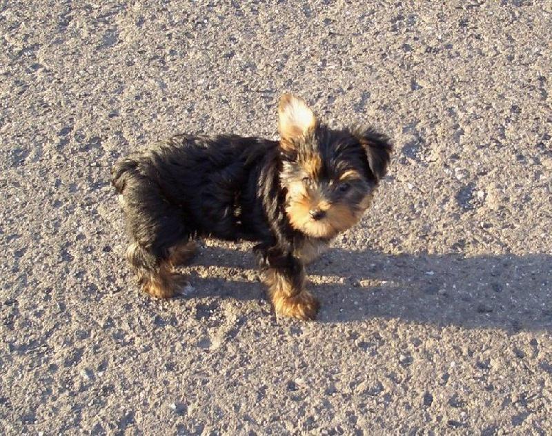 Foto: Terrynka-štěňátko...