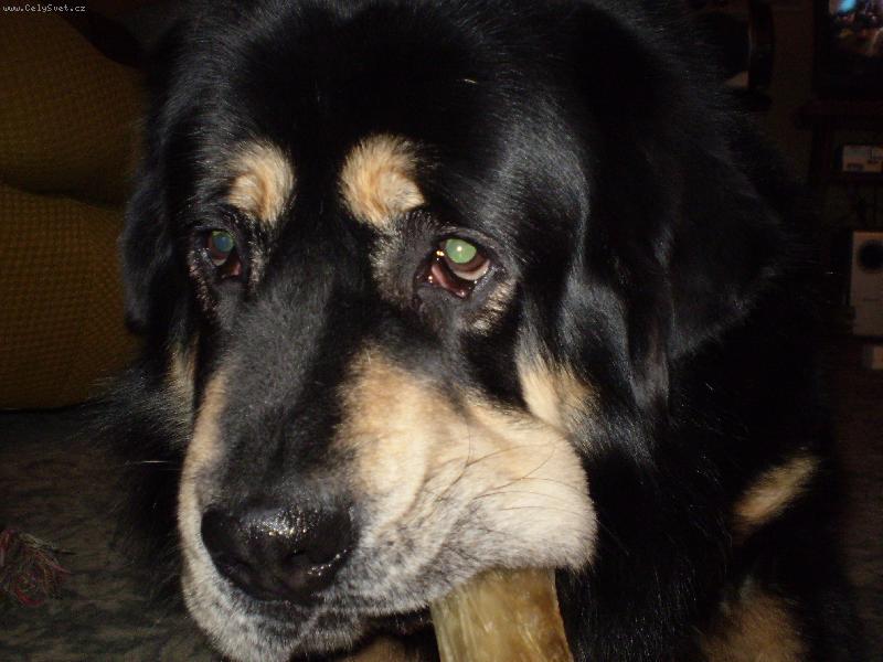 Foto: s kostičkou-to já rád, hrozně moc rád