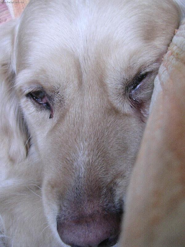 Foto: Kesinka-můj "milášek"