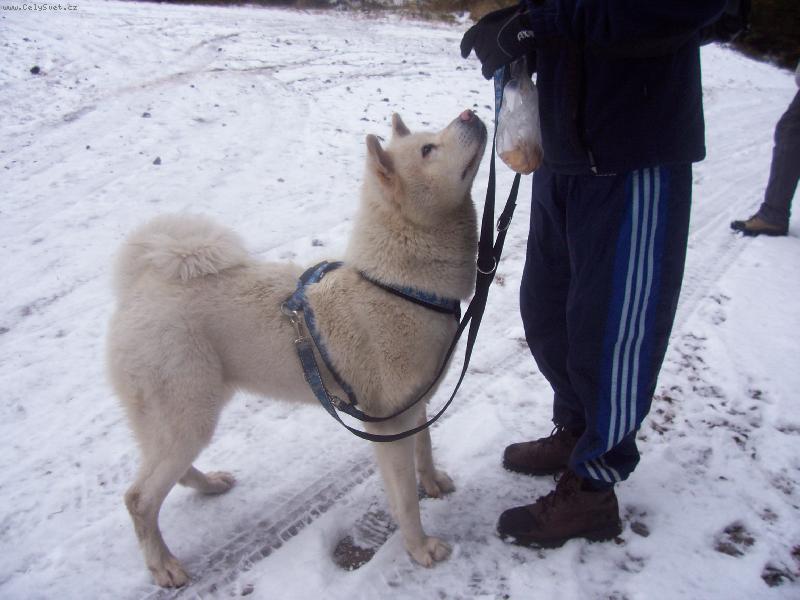 Foto: naše Zira na špičáku-Zirunka má hlad