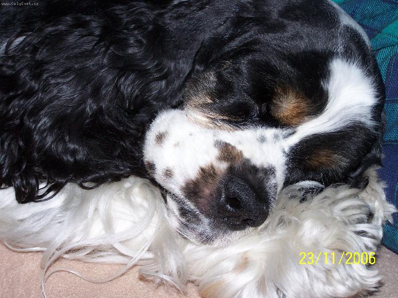 Foto: To se mi to spinká :-)-Odpočívající "Targuška"