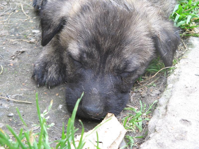 Foto: Nerušit....spinkám...