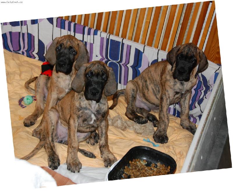 Foto: Žíhaná nadílka