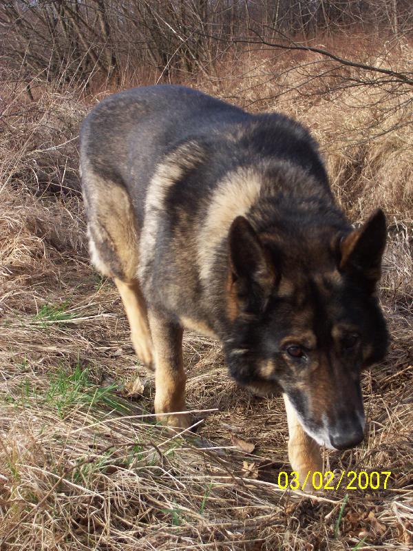 Foto: čichám čichám zvěřinku....-benik na stopě