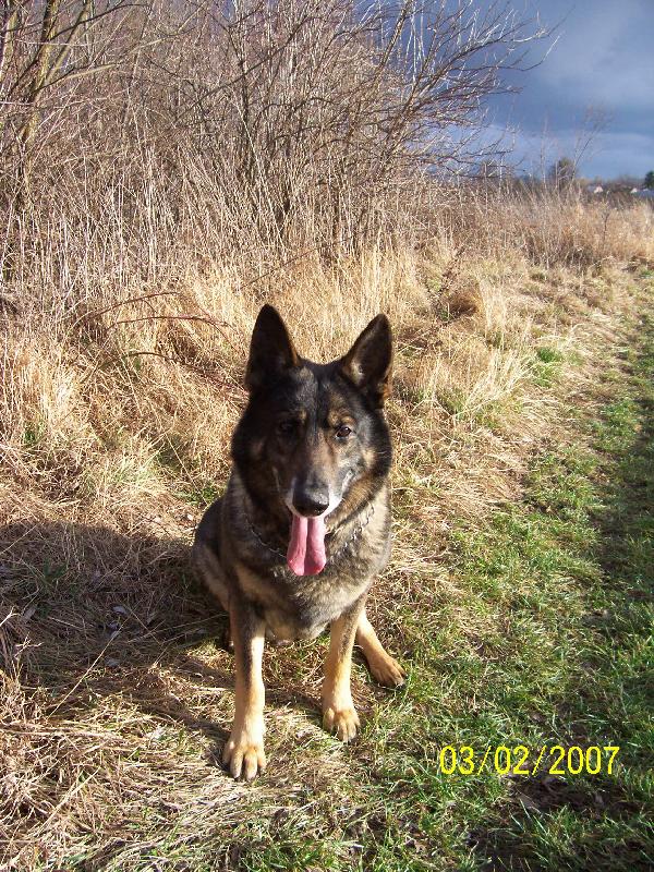 Foto: Klidně si mě vyfoť!!!-Beniček na procházce