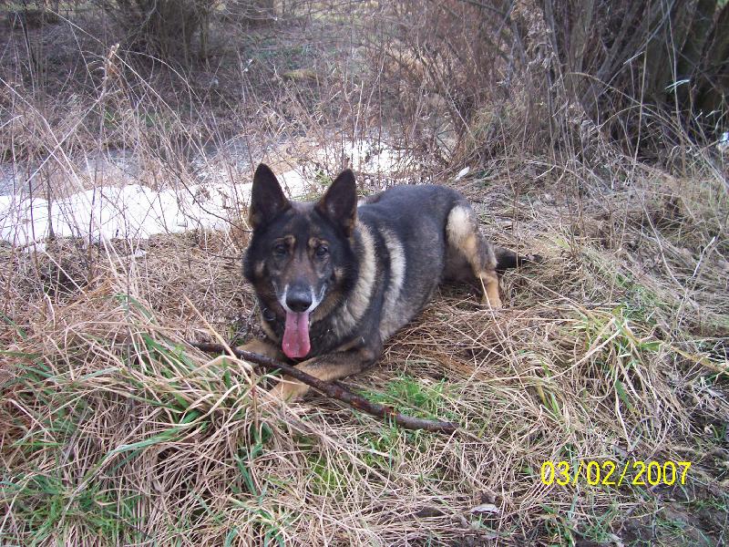 Foto: musím chvilku vydechnout....-Beniček odpočívá ale je pořád ve střehu!!