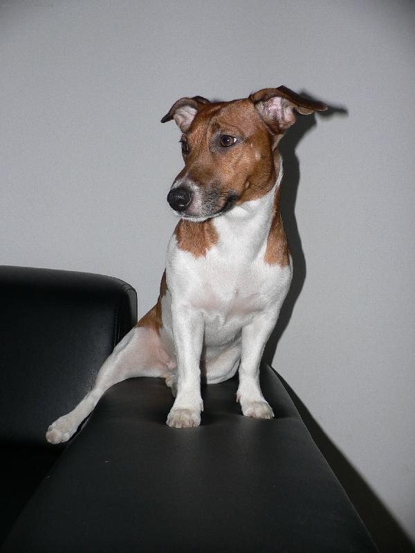 Foto: Jackie-póza se spuštěnou nožkou