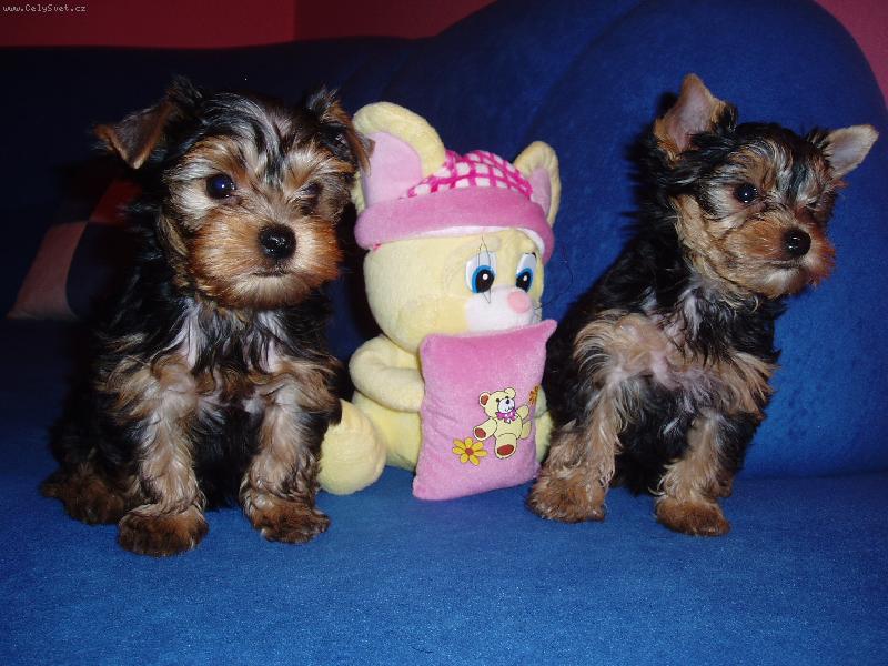 Foto: to jsou krasna štěňátka že jo!!-2 krasni pejskove a mezi nimi je hračka