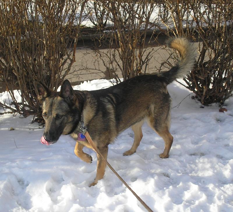 Foto: náš pes-na sněhu