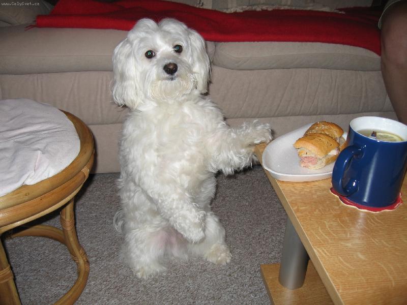 Foto: A bude se snídat ....!