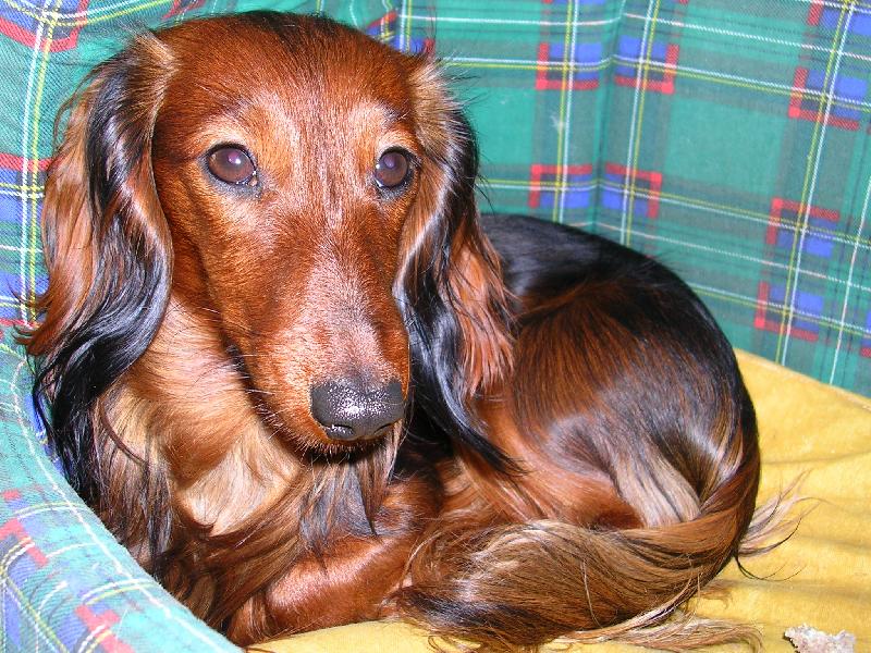 Foto: Balerinka-Miláček...