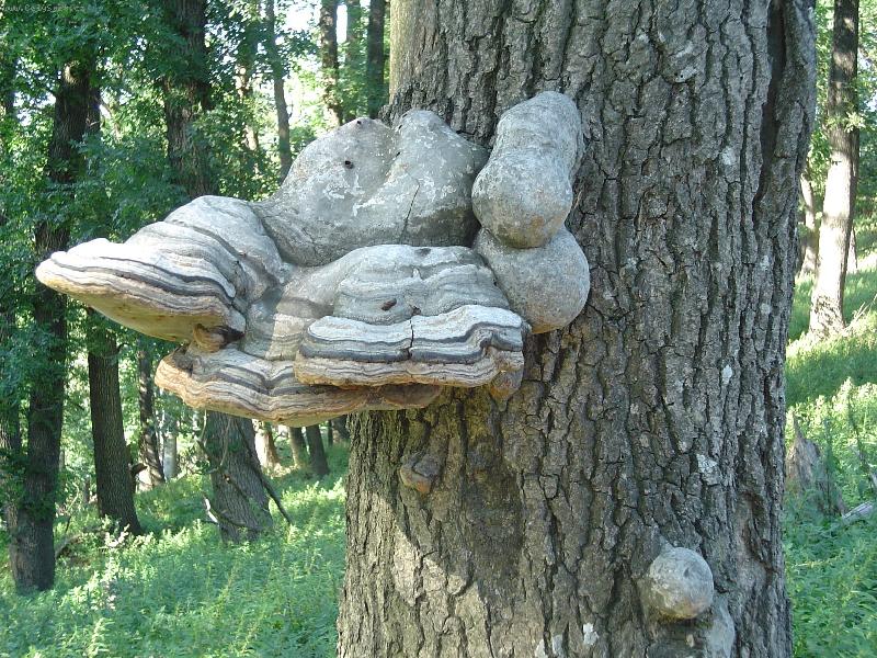 Foto: Veľké hríbiky