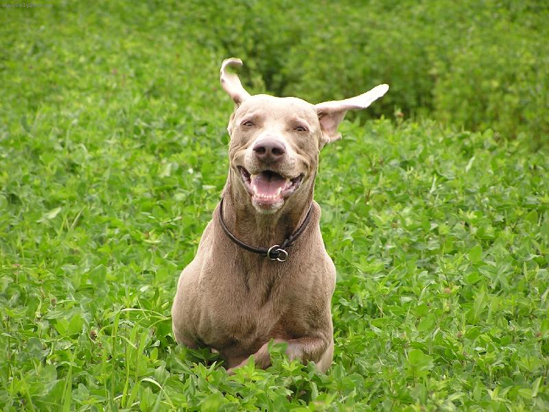Foto: Happy dog-Jeden šťastný směv každý den!!!
