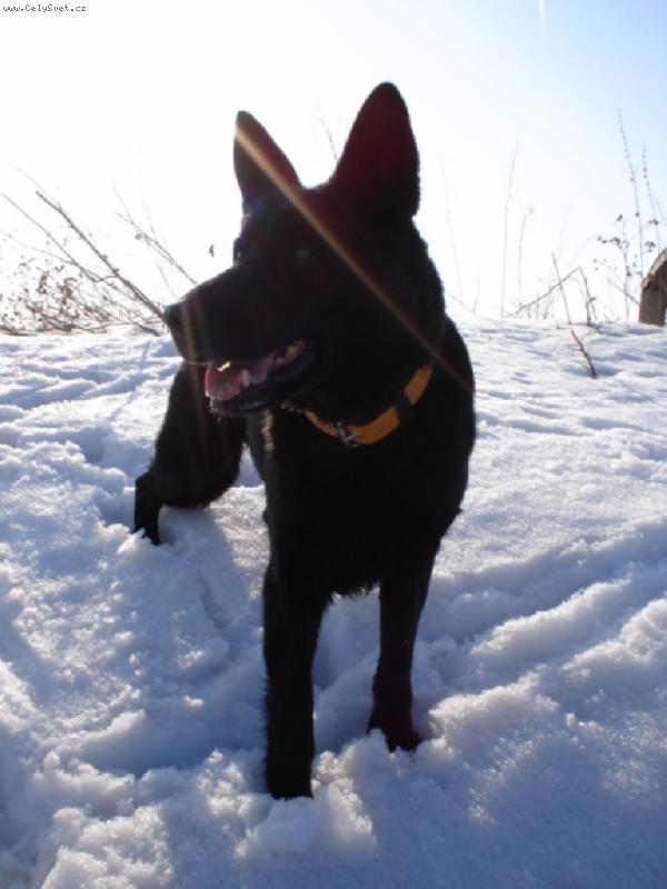 Foto: Kelly-Kelly v paprscíh slunce