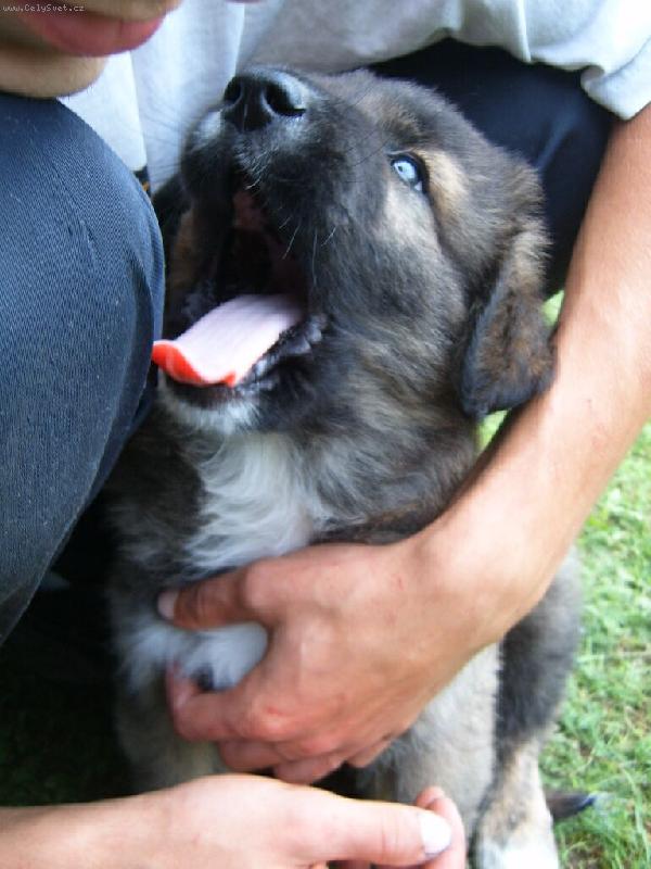 Foto: Nero-Všecky vás spapám