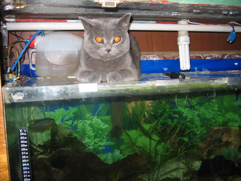 Foto: Moje rybičky-Je zvědává a miluje telpíčko tak se vyhřívá na akvárku.