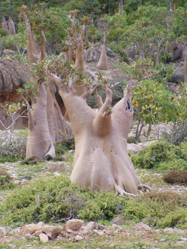 Foto: Z ostrova Sokotra vJemenu